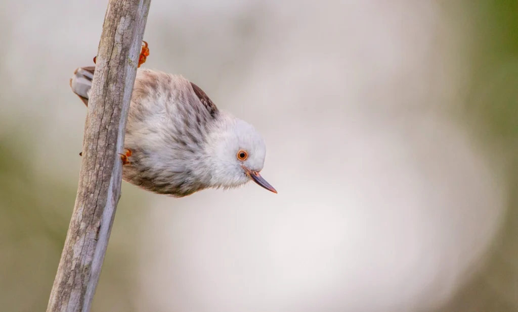 Varied Sittella