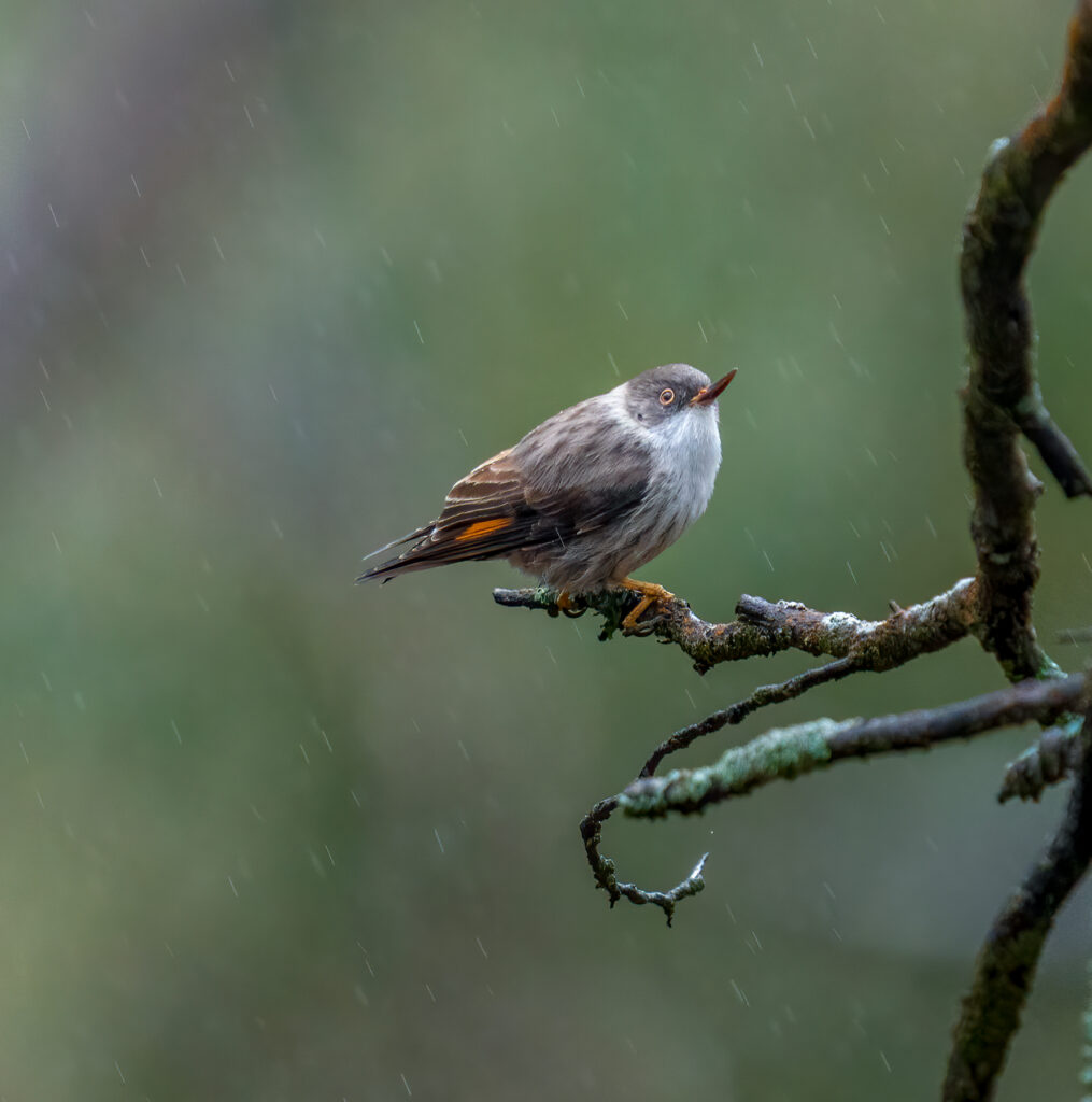 Varied Sittella