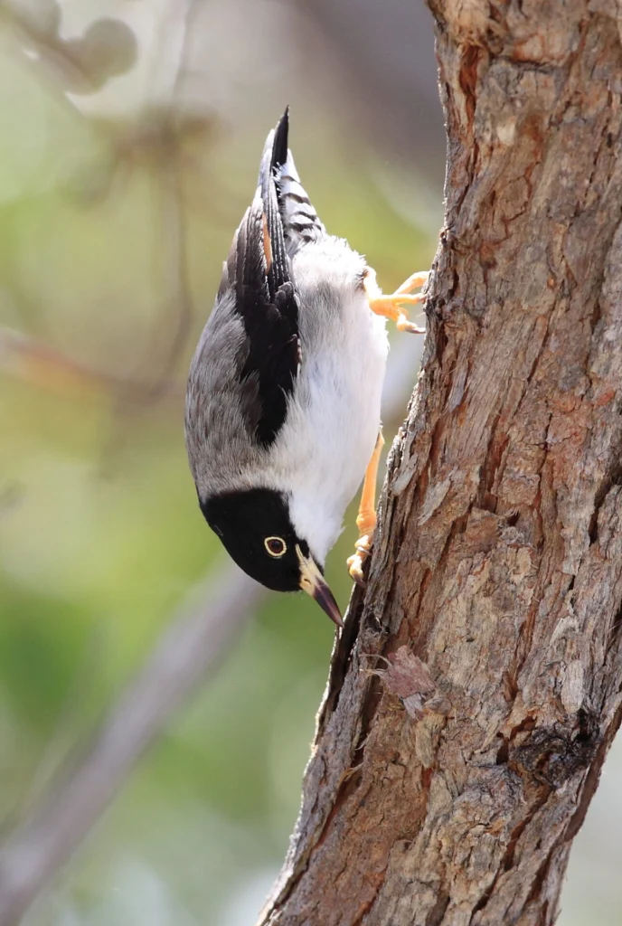 Varied Sitella