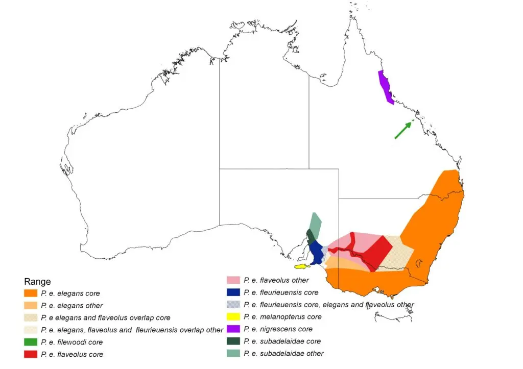 Illustrated map of Australia showing Crimson Rosella distribution