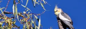 A Cockatiel sitting on the end of a branch, its back to the camera, looking left. The bird's body is mostly brownish grey with a prominent white patch on the wings. Cockatiels have a distinctive head pattern comprising a yellow face with a bright orange ear patch. The sky is bright blue and the leaves of the tree are filling the image to the left.