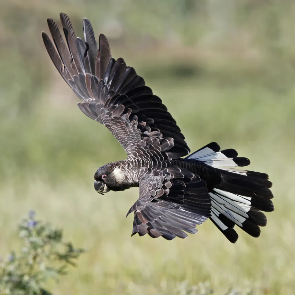 Baudin's Black-Cockatoo flying