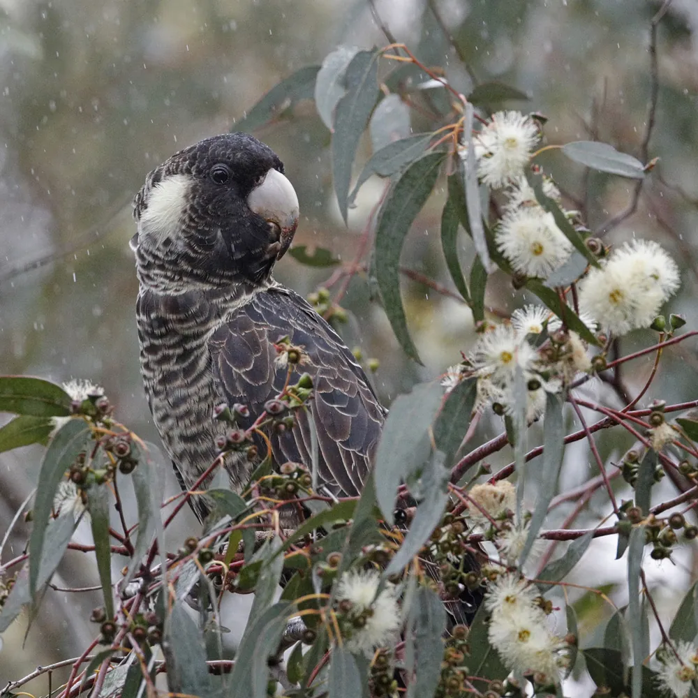 Baudin's Black-Cockatoo in eucalyptus