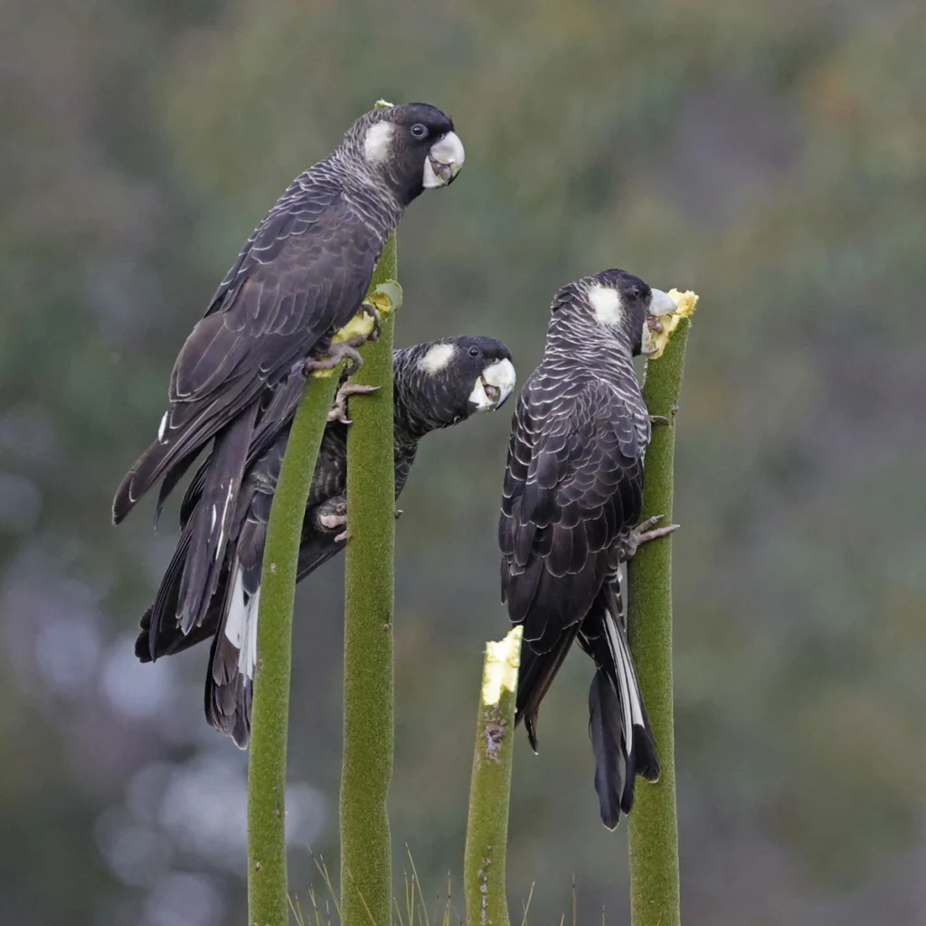 Three Baudin's Black-Cockatoos