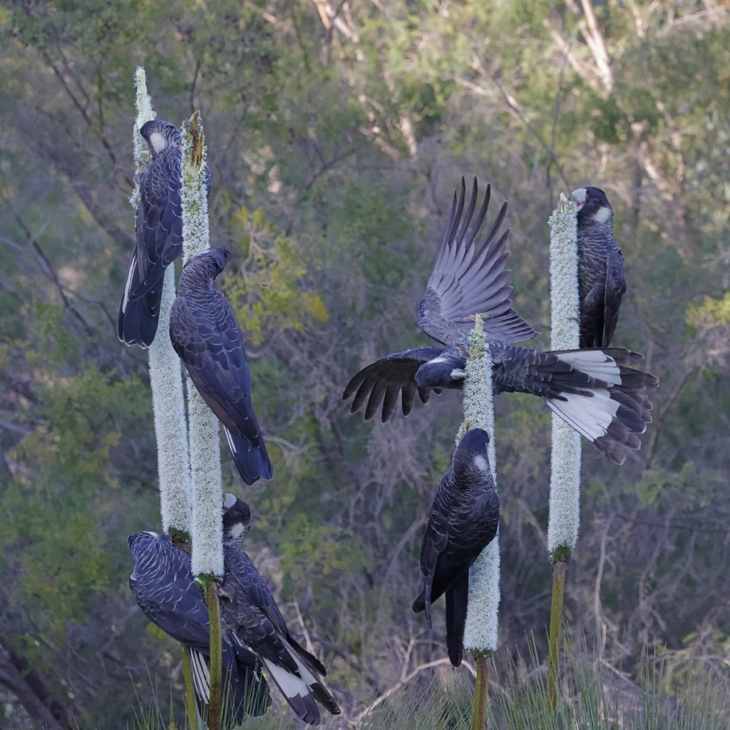 Six Baudin's Black-Cockatoos