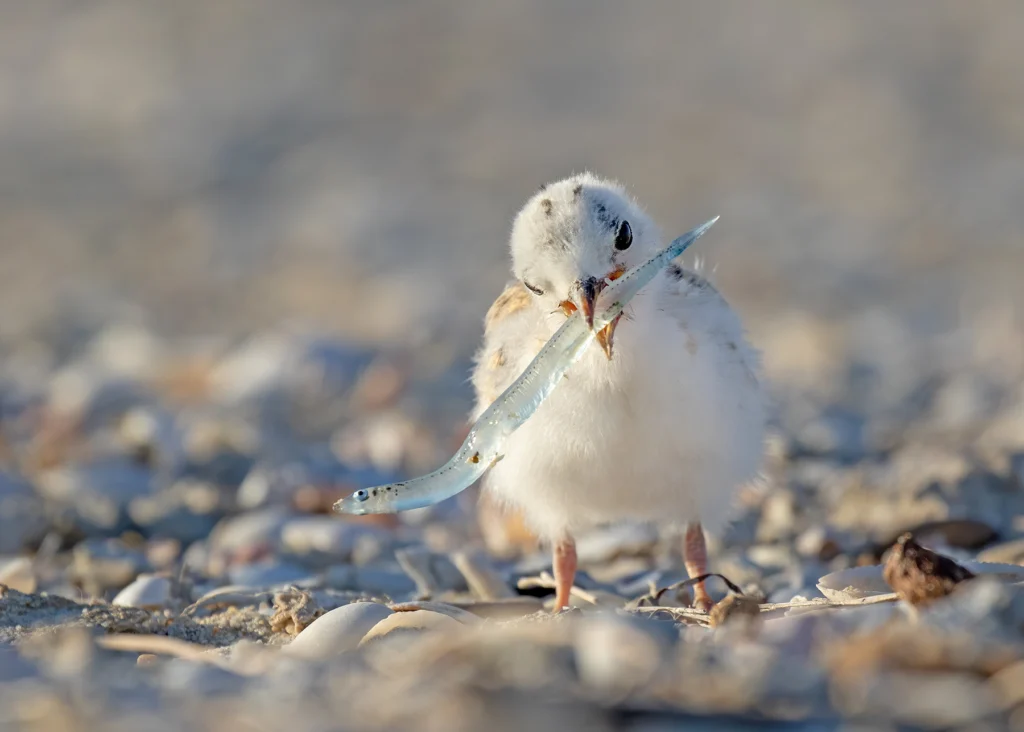Fairy Tern chick