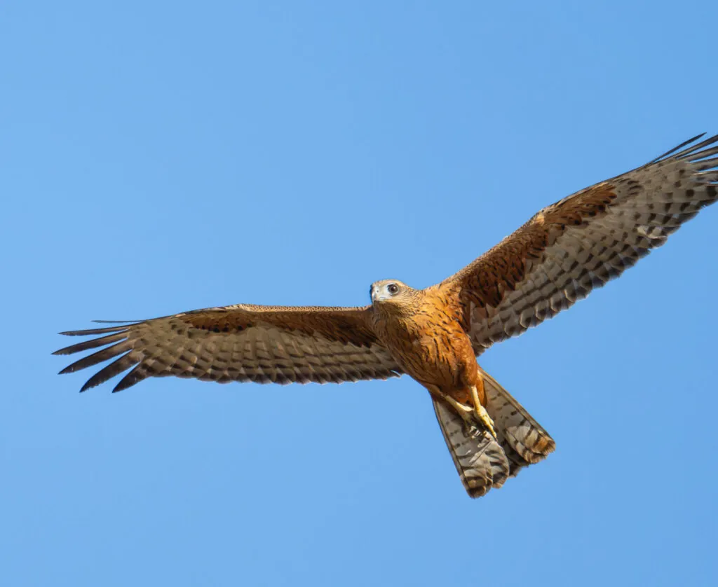 Red Goshawk in flight