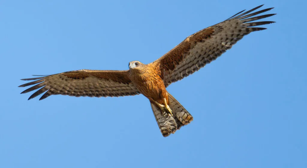 Red Goshawk in flight