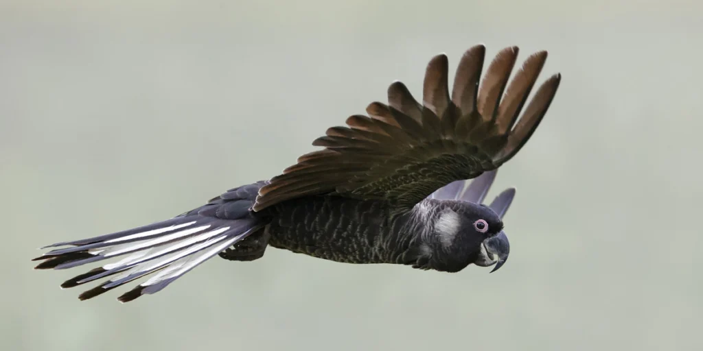 Baudin's Black-Cockatoo flying