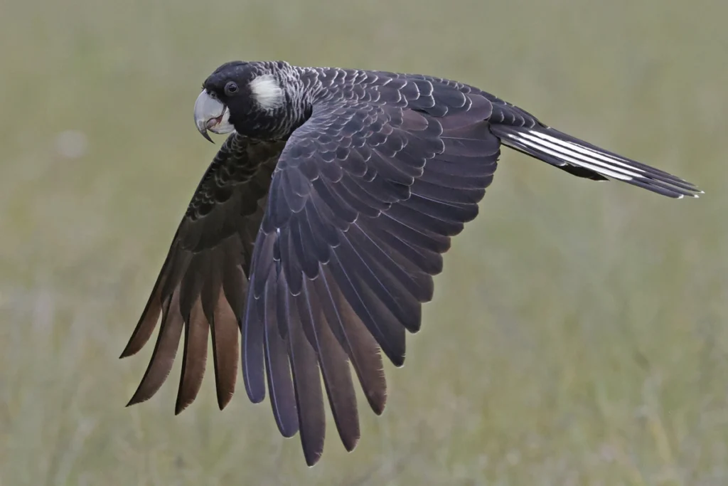Baudin’s Black Cockatoo in flight