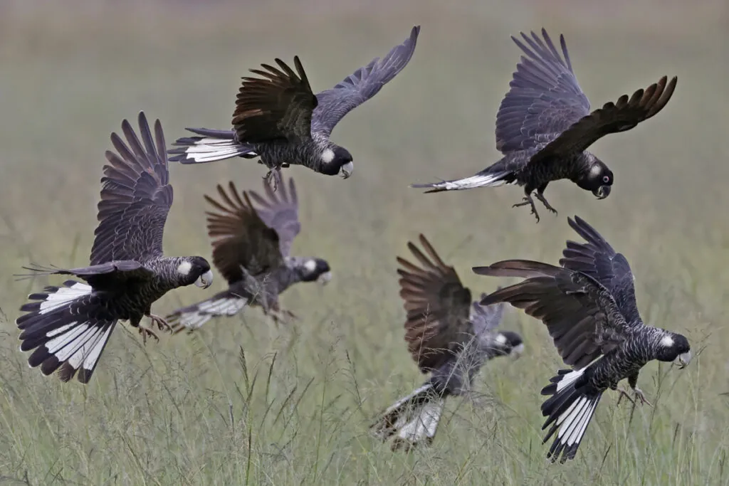 A flock of Baudin’s Black Cockatoo in flight