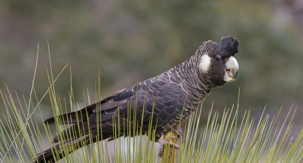 Baudin's Black-Cockatoo profile