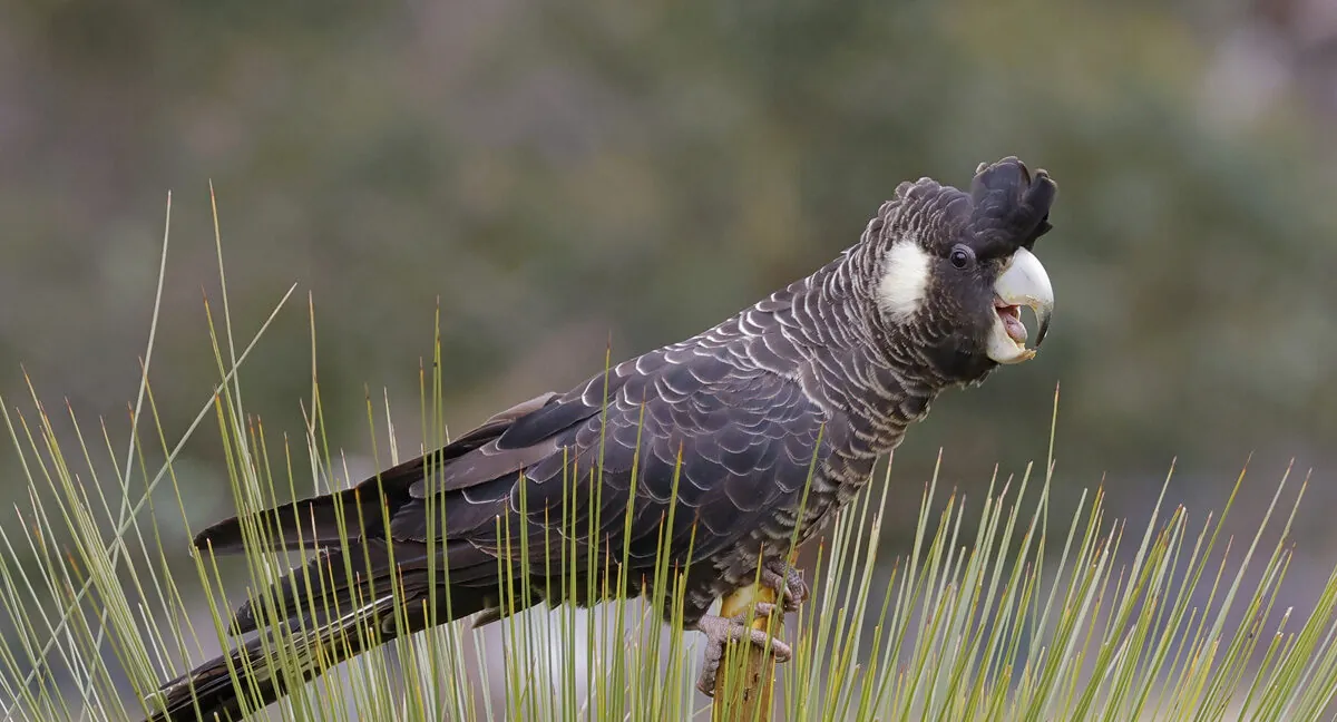Baudin's Black-Cockatoo profile