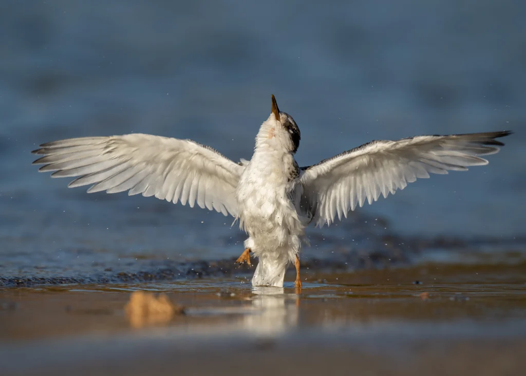 Fairy Tern wings span showing