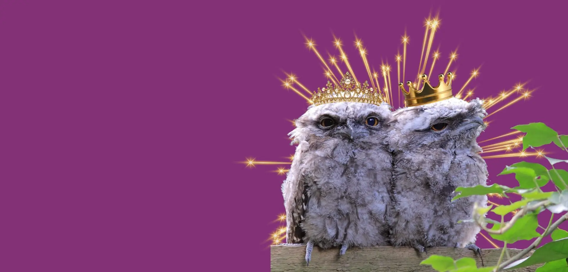 Tawny Frogmouth is your Bird of the Year 2025