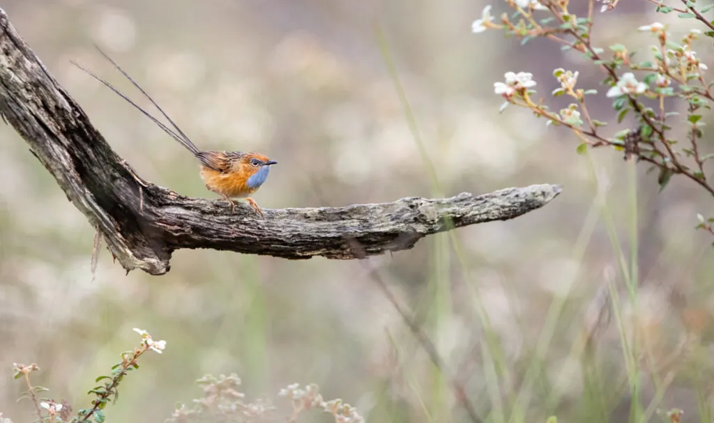 A beautiful Southern Emuwren shows off its unique emu feather-like tail as it hops around the heath and perching on open branches every few minutes to call as i lay hidden in the heath.
