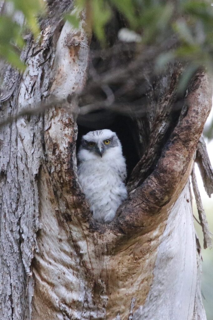 Powerful Owlets remain with their parents for several months after fledging, and may stay in their parents’ territory for over a year. Photo by Cathy Cook 