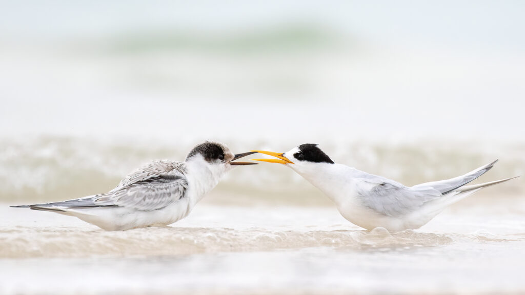 Two Fairy Terns in profile beak's touching