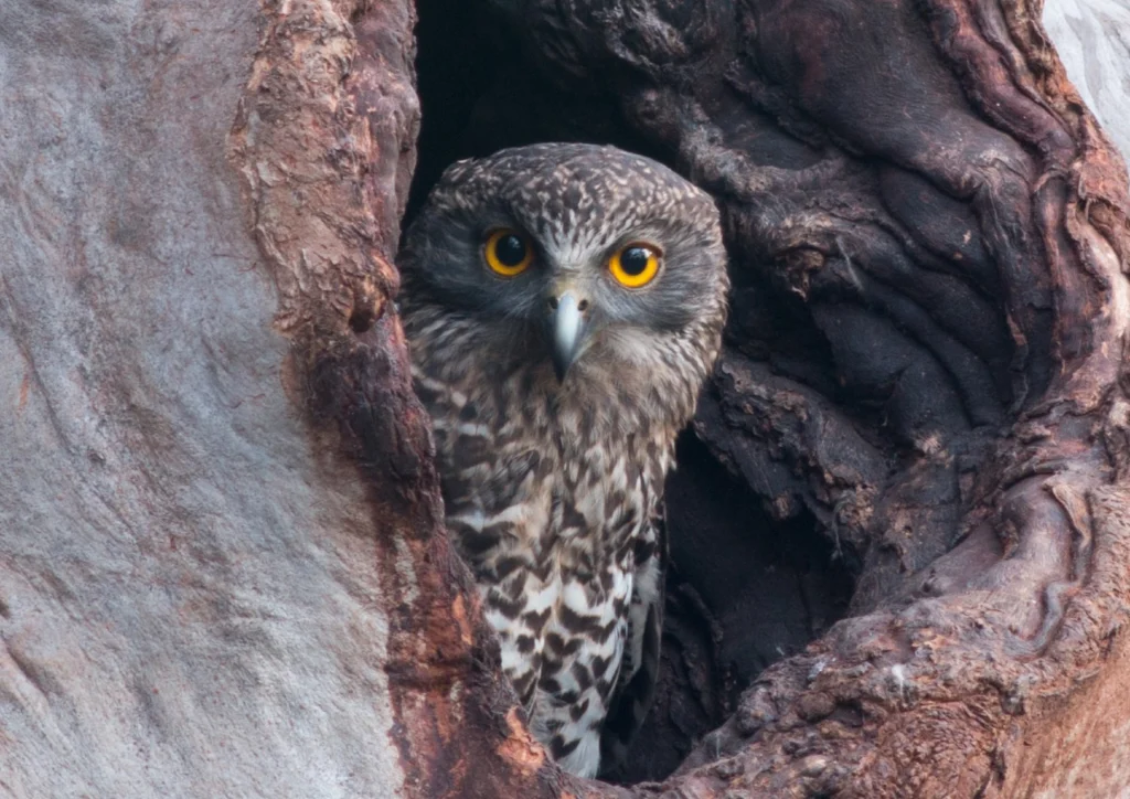 City owls still need hollow-bearing nest trees, like this owl has found on the outskirts of Sydney. Photo by Dave Robson 