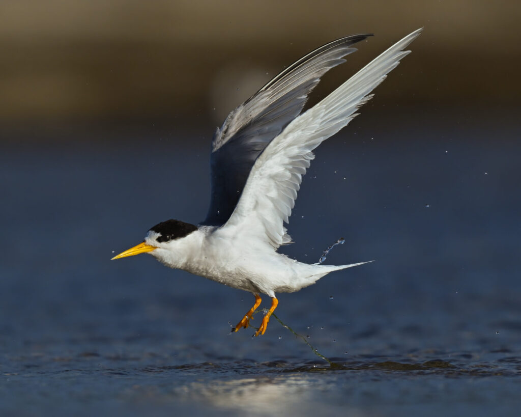 Fairy Tern