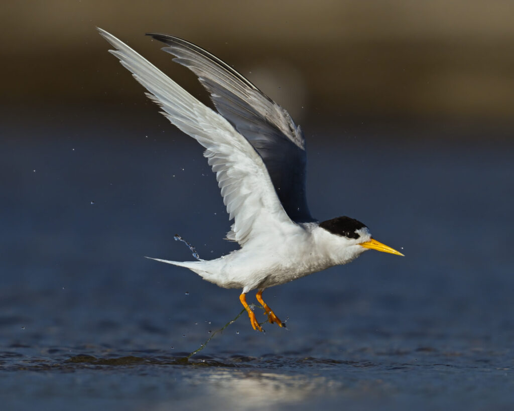 Fairy Tern