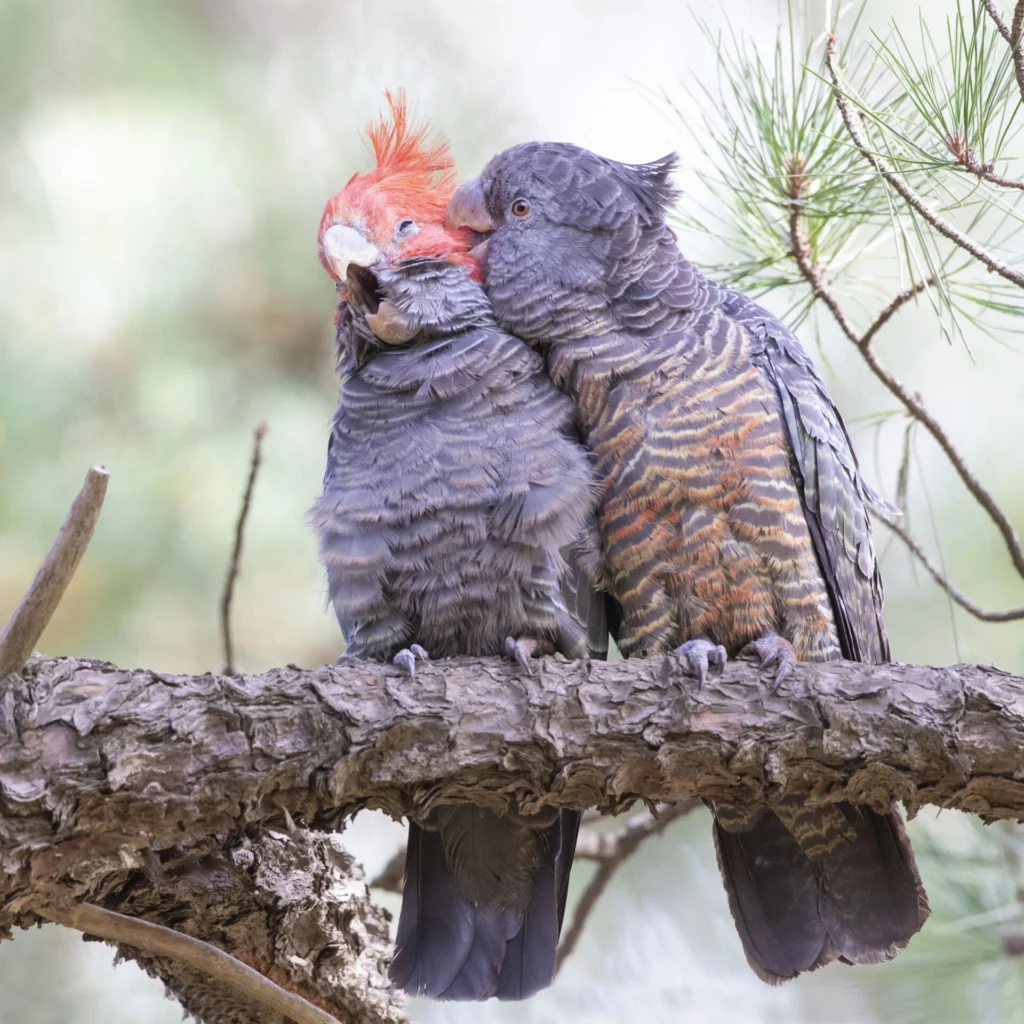 Gang-gang Cockatoos are monogamous, and pairs like this one mate for life. Photo by Pat Tomkins