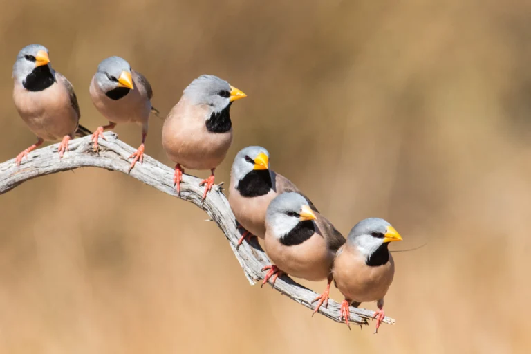 How to do a bird count or survey - BirdLife Australia