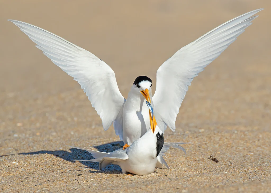 Fairy Terns