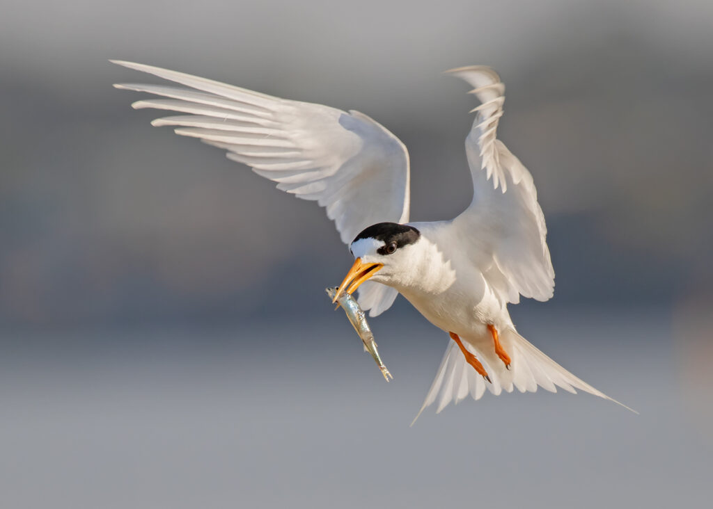 Fairy Tern flying with a fish in its mouth