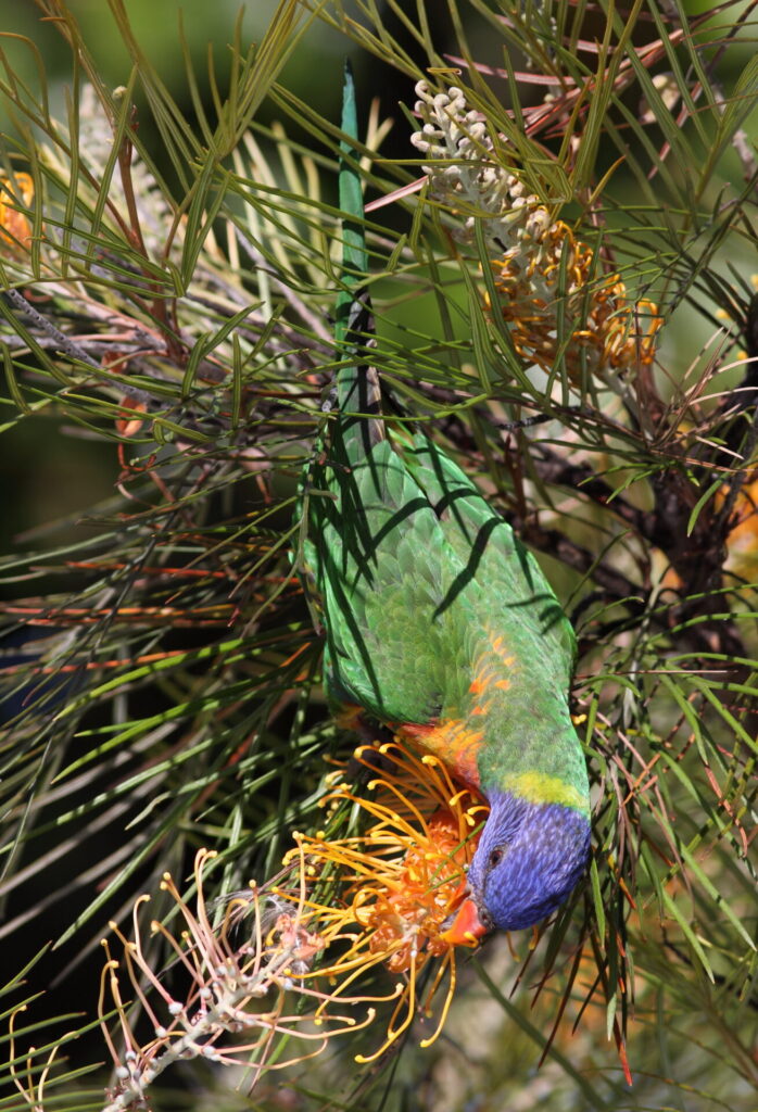 Rainbow Lorikeet