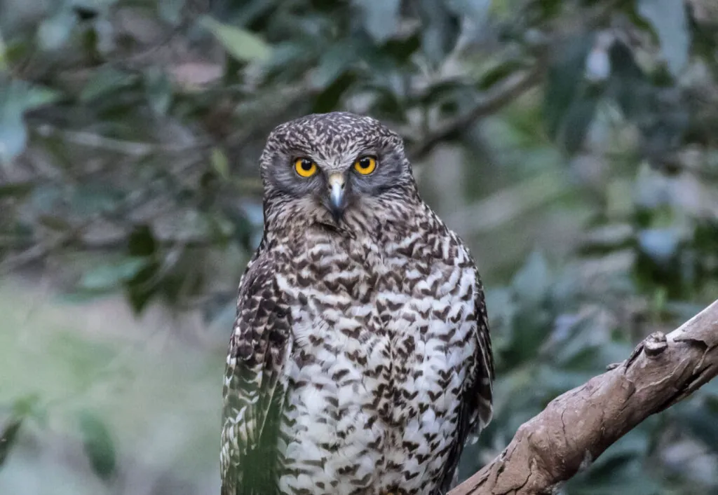 Powerful Owl