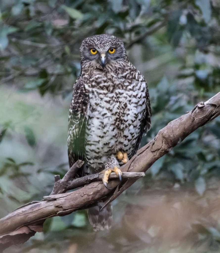 From top left: Powerful Owls have shown impressive skills at adapting to urban environments. Photo by John Prats 