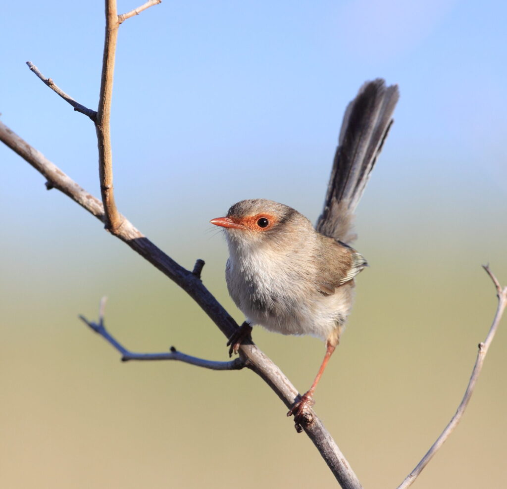 Female Superb Fairy-wren