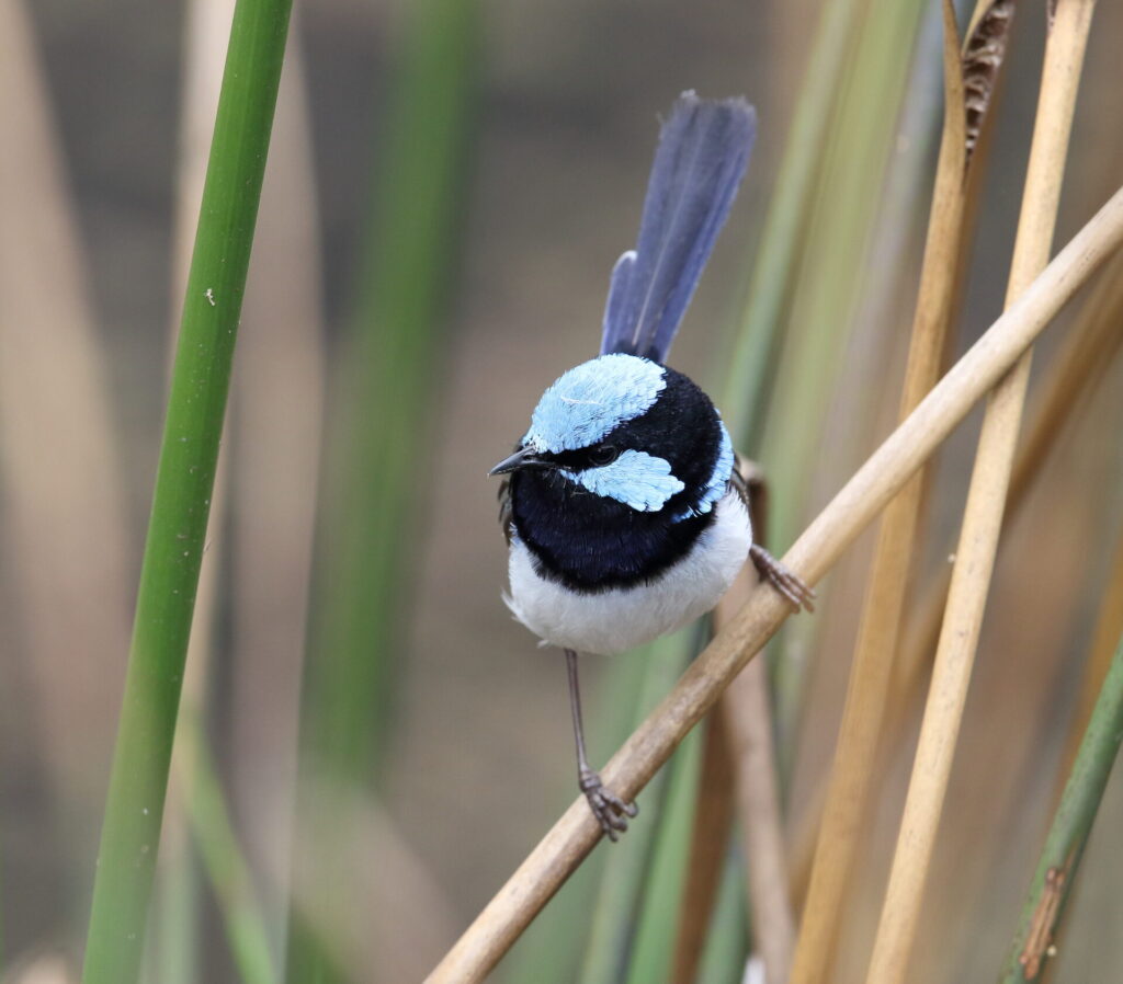 male Superb Fairy-wren