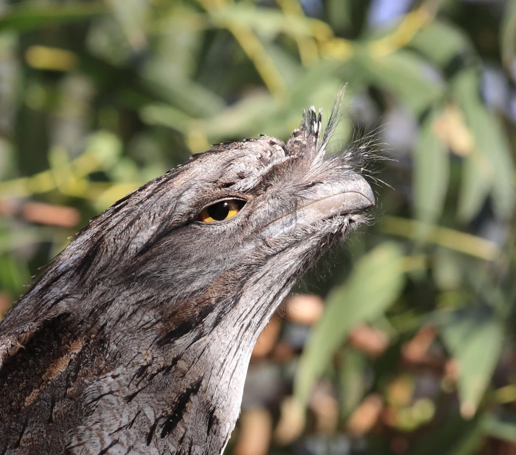 Tawny Frogmouth profile