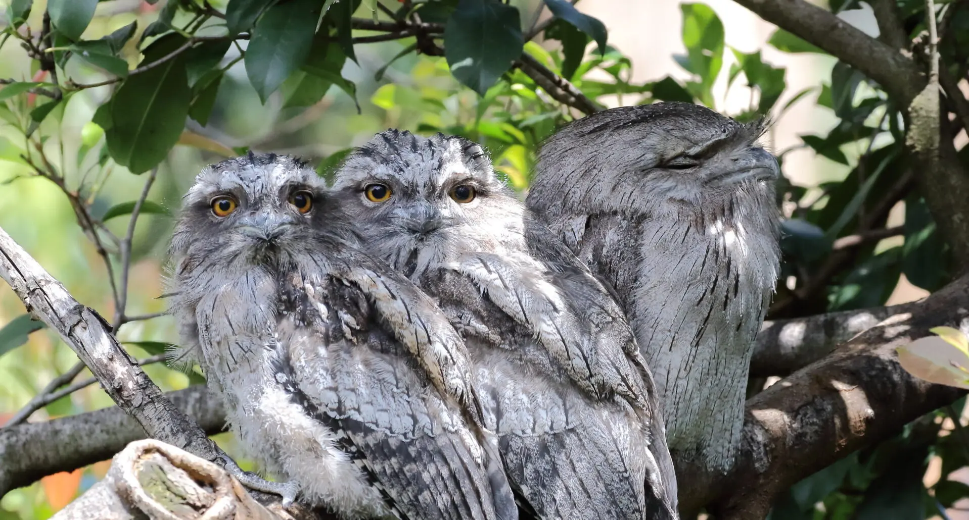 Three Tawny Frogmouth on a branch