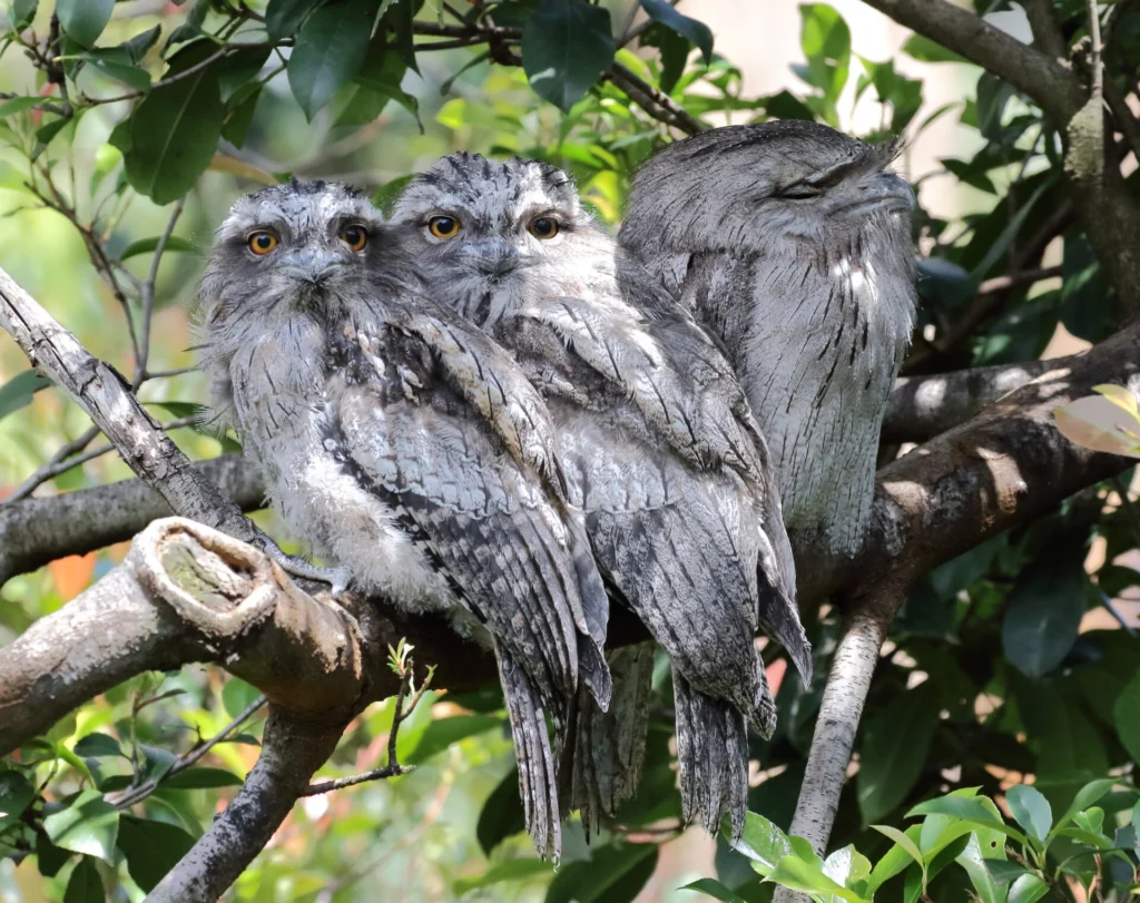 Three Tawny Frogmouth on a branch 