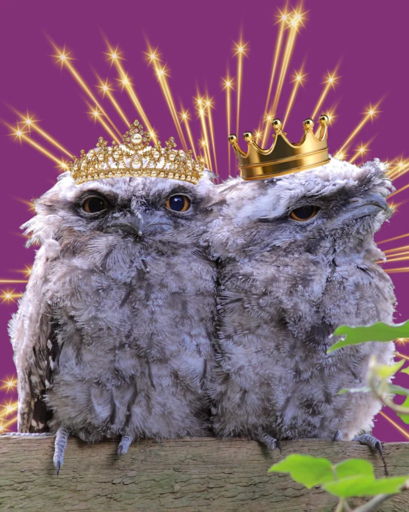 Tawny Frogmouth is your Bird of the Year 2025