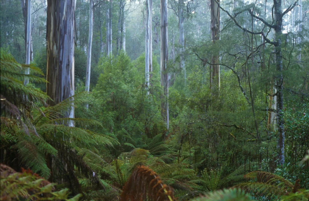 A lush alpine forest of sassafras, myrtle beech, giant tree ferns and alpine ash.