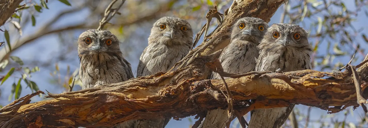 A family of Tawny Frogmouth's perched on a tree. They are brilliant at camouflage and sometimes you have to look twice to see if it's the branch or the bird.