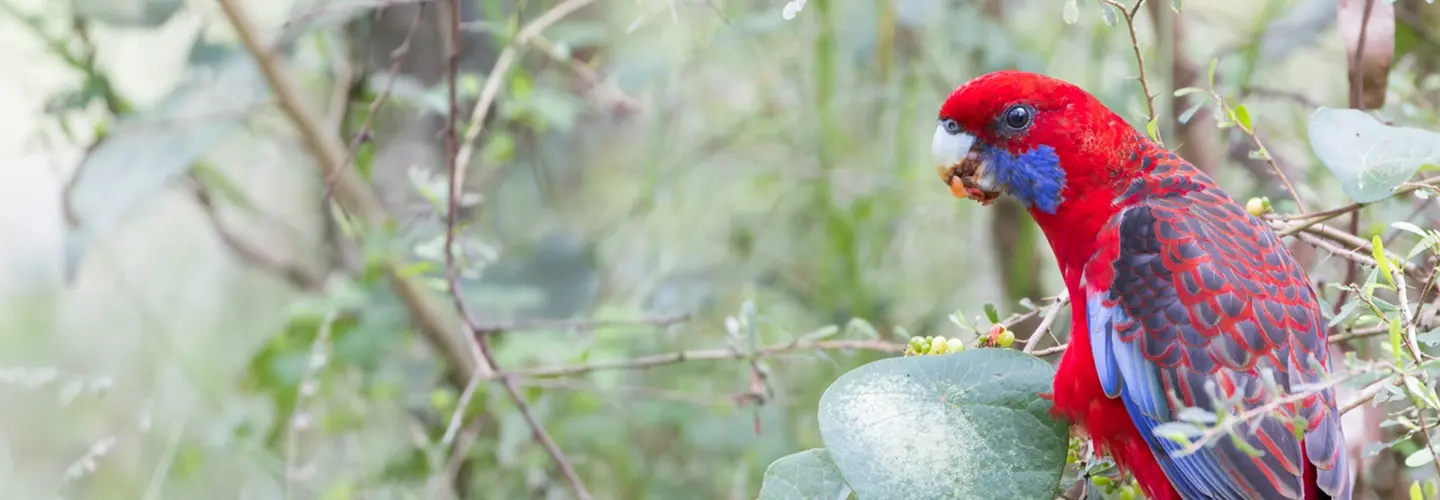 A Crimson Rosella perched on a branch surrounded by soft green foliage