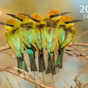 2026 BirdLife Australia Calendar