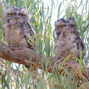 Donation to BirdLife Australia