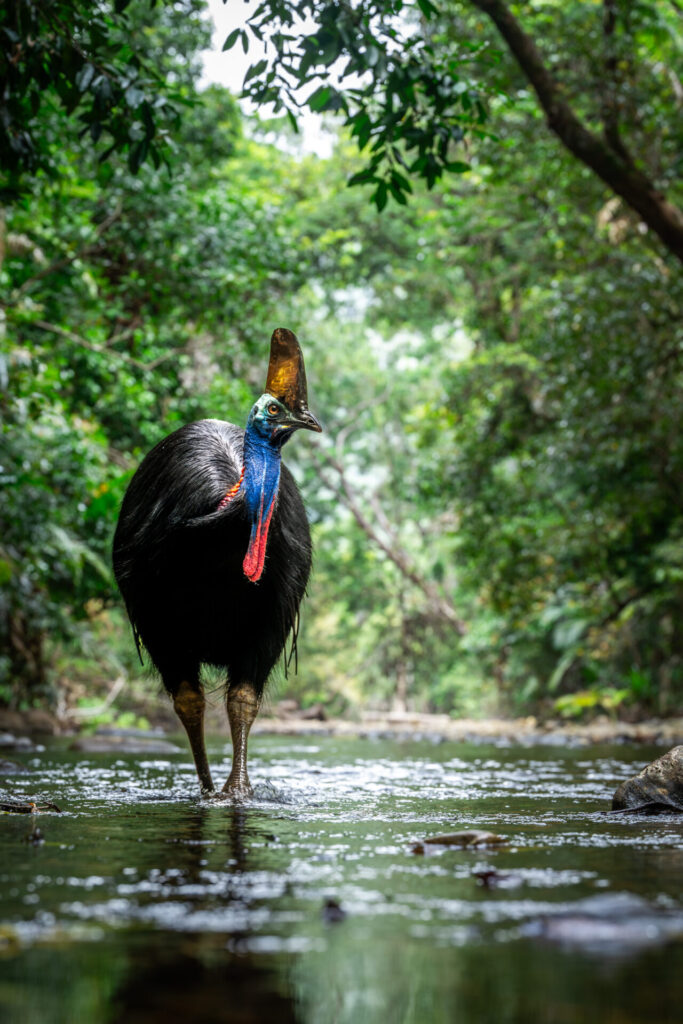 To the left of the frame, a huge Southern Cassowary wades through a creek in a dense green rainforest.