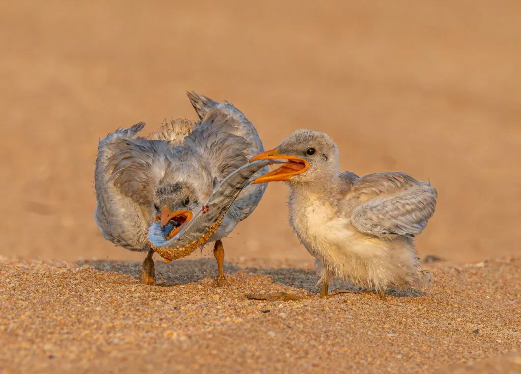 Two Caspian Tern chicks squabbling over a fish on a sandy beach.