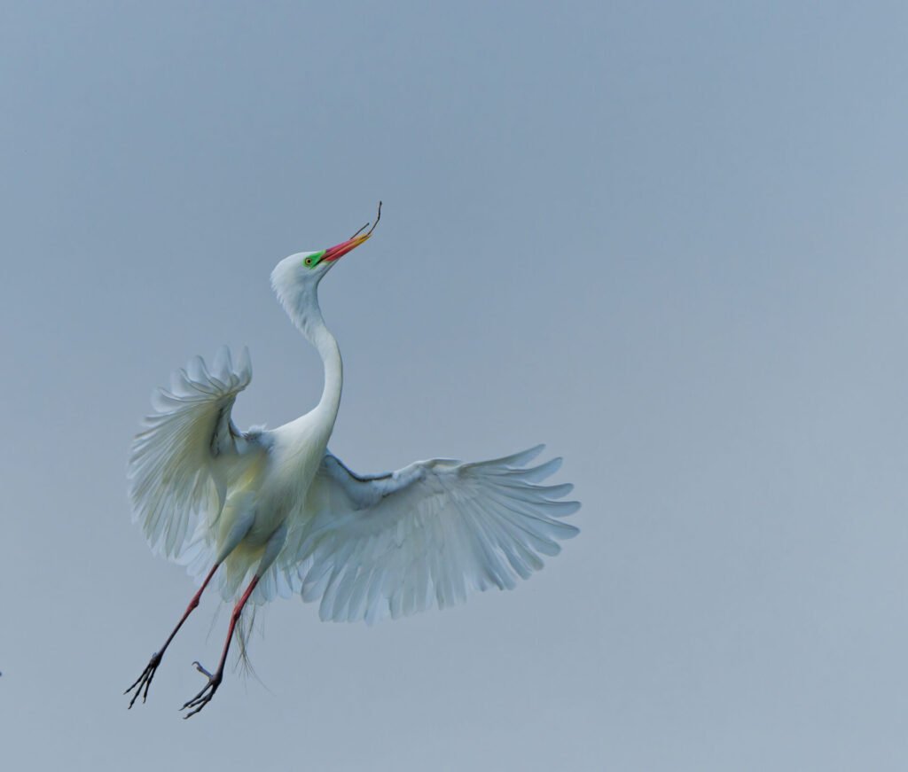 To the left of the frame, a white Plumed Egret holds a small twig in its beak in flight against a pale blue grey sky.