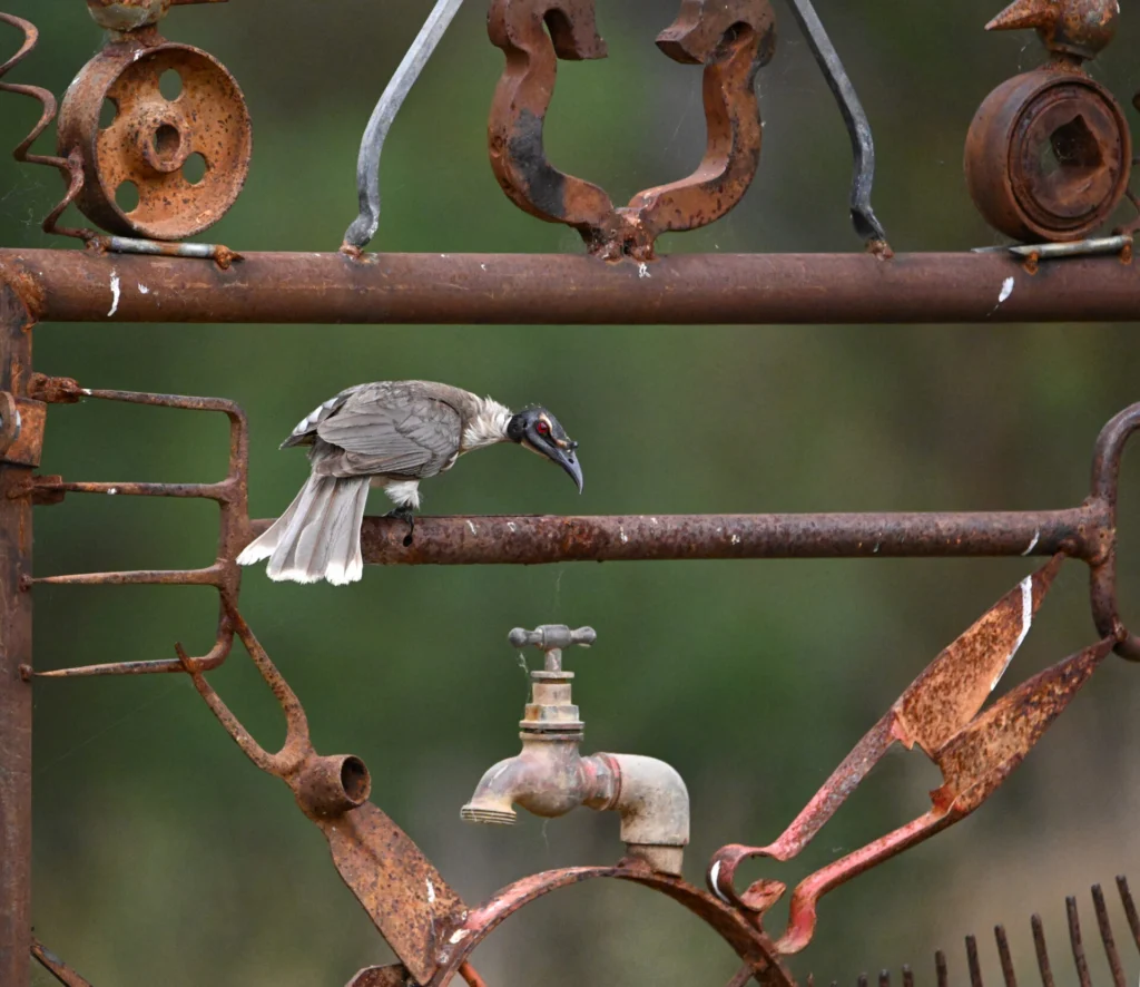 A grey and black Noisy Friarbird perched on an ornate rusted iron gate against a blurred dark green background.