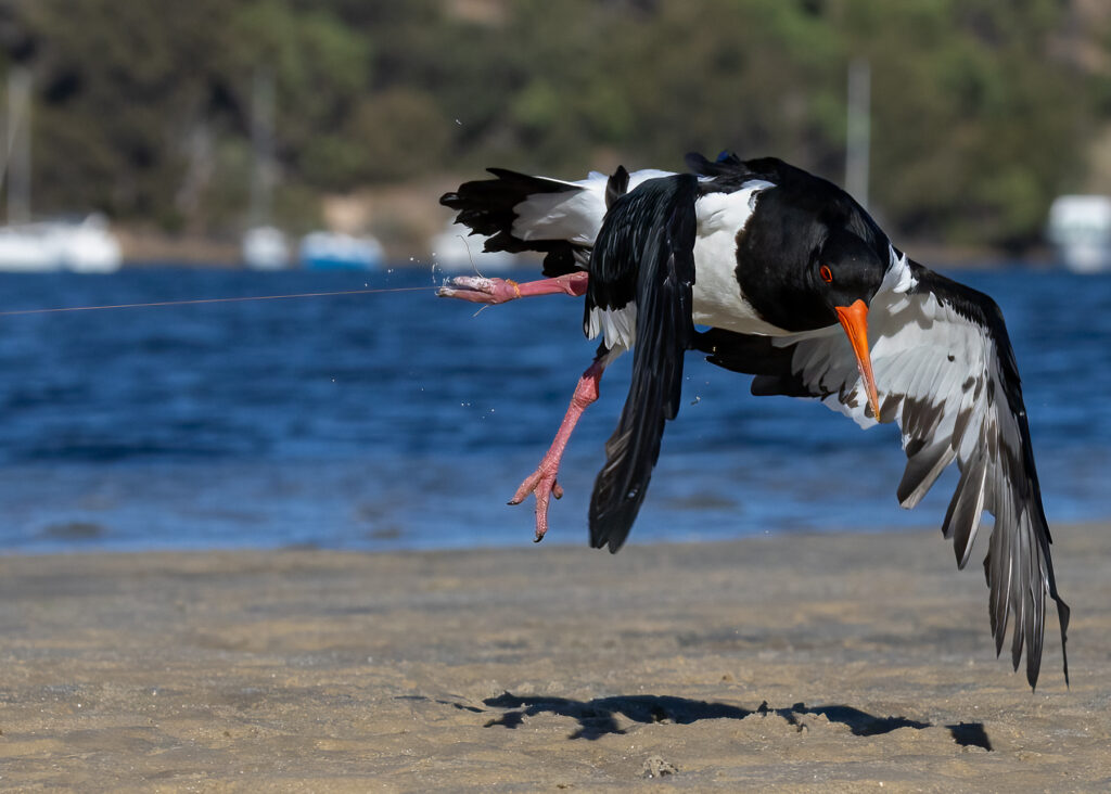 To the right of the frame, a black and white Pied Oystercatcher is suspended in mid-air over a sandy shore with wings and legs extended as though dancing. Fishing line is wrapped around its foot.