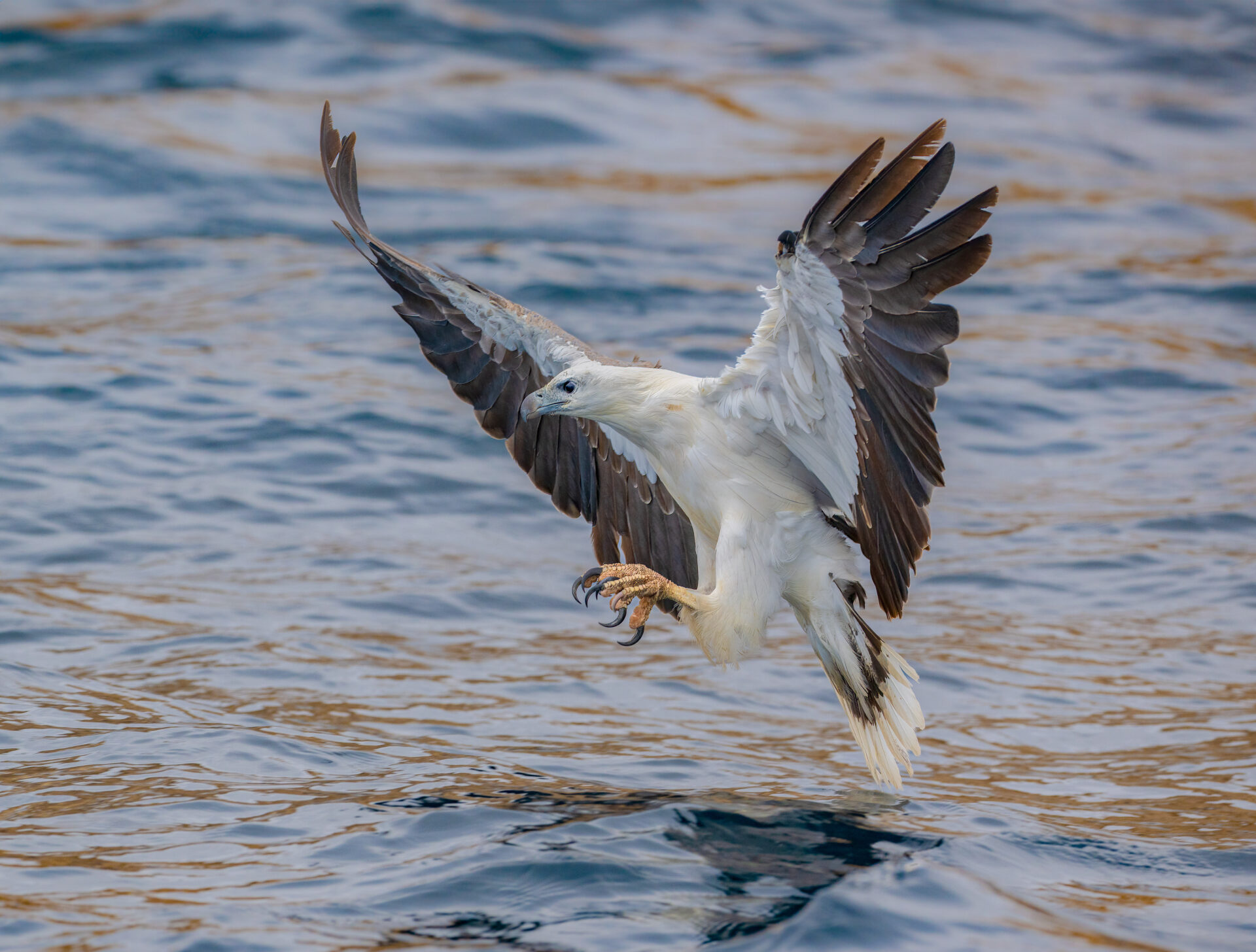 A grey and white White-bellied Sea-Eagle flies low over the water's surface, wings and talons extended.