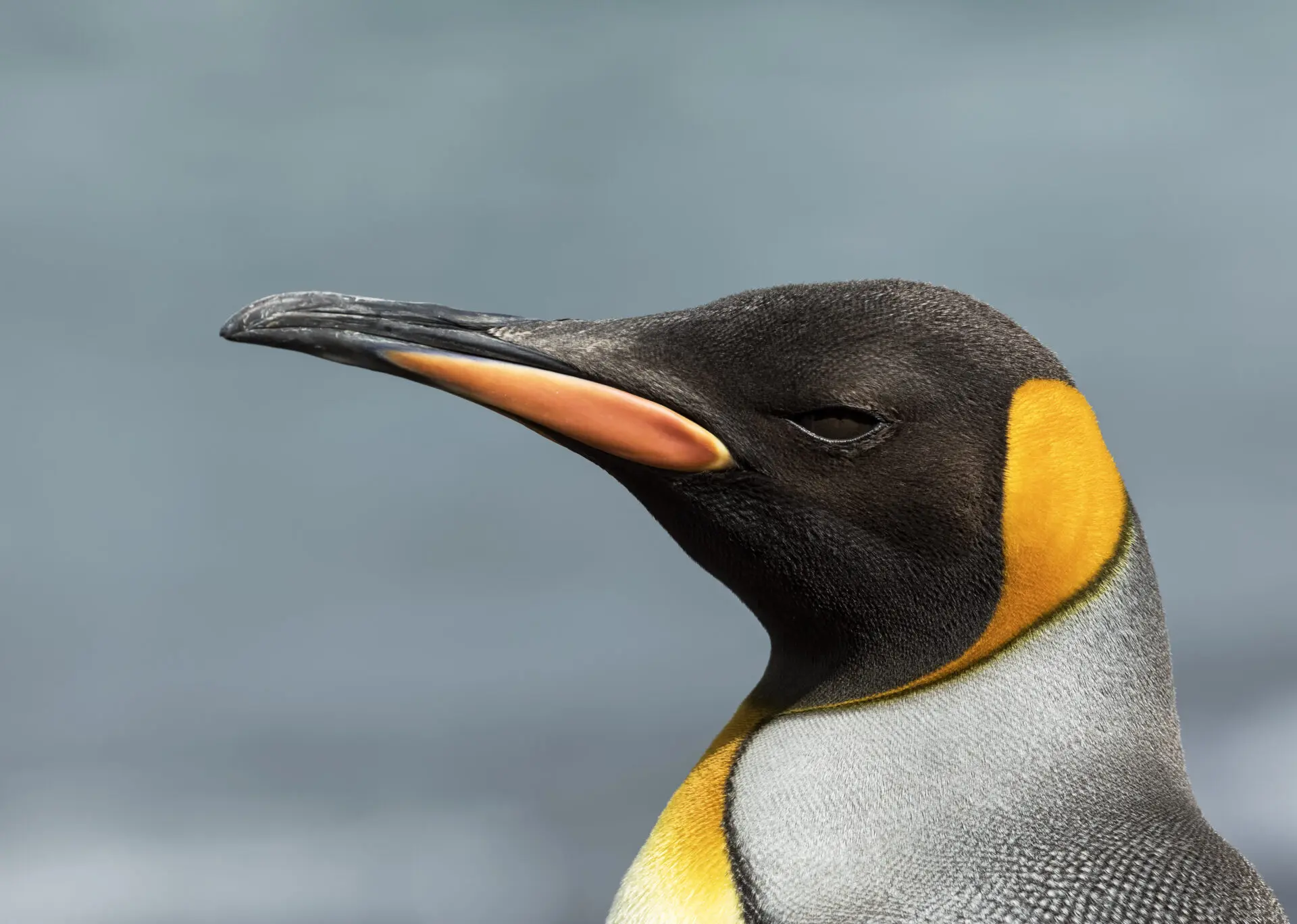 A close crop of a black, gold and grey King Penguin facing to the left against a grey-blue background.